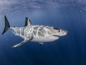 Au plus près des requins