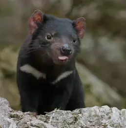 Le diable de Tasmanie - Un prédateur sans avenir